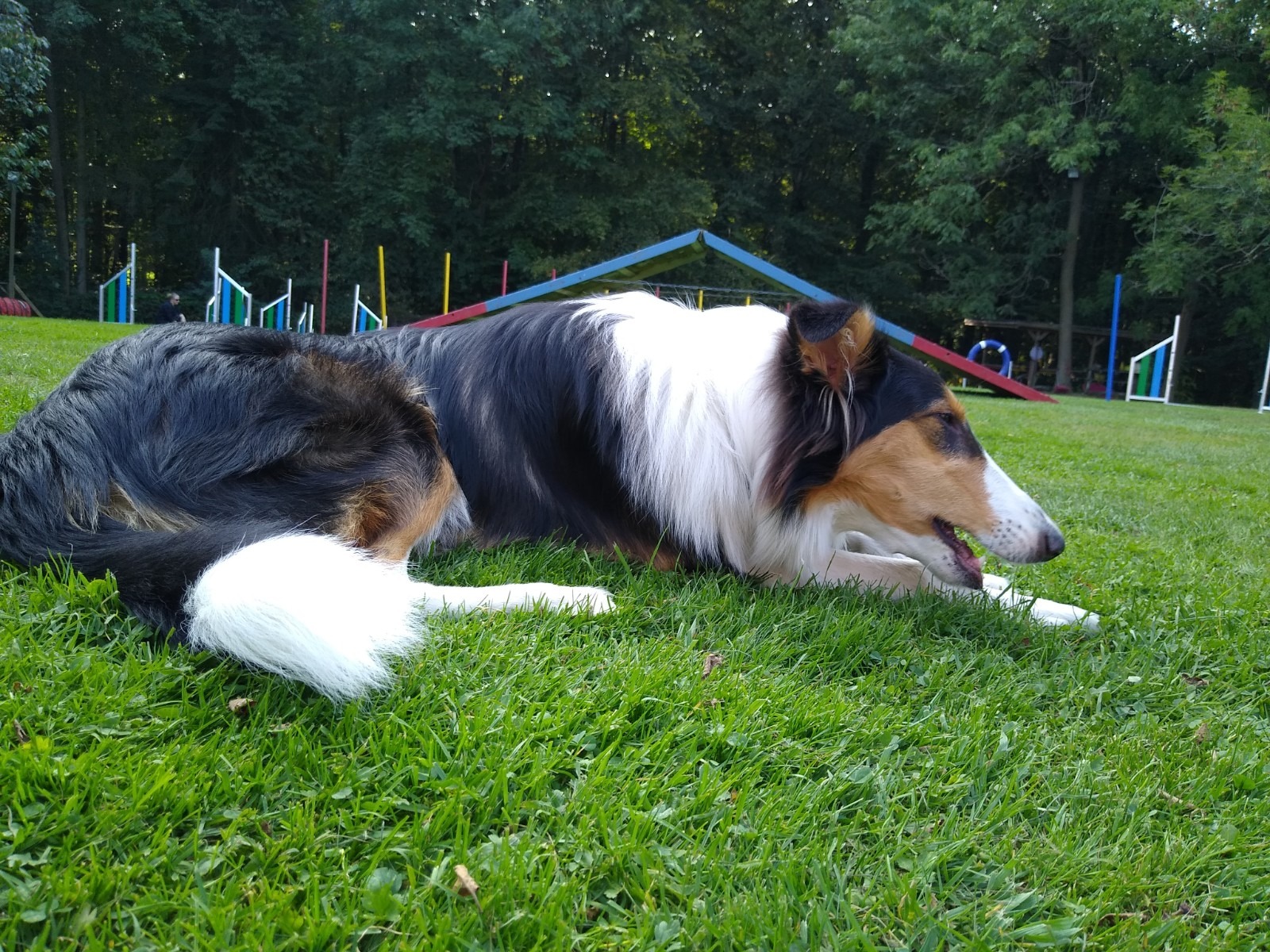 Redaktionsbüro, Hund Silke Behling